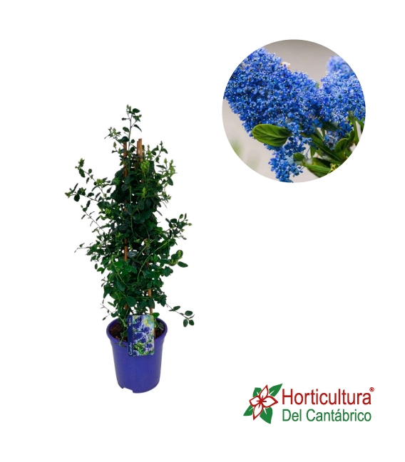 CEANOTHUS THYRSIFLORUS M17