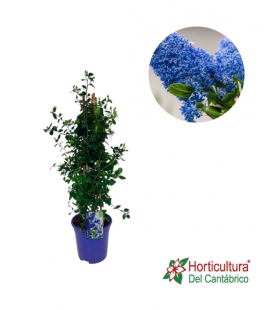 CEANOTHUS THYRSIFLORUS M17