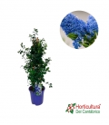 CEANOTHUS THYRSIFLORUS M17