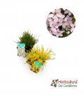 DIOSMA 2L