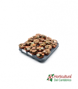 LITHOPS M5