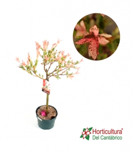 SALIX FLAMINGO M17
