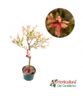 Salix flamingo m17