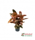 FICUS BELIZE C20 0,90