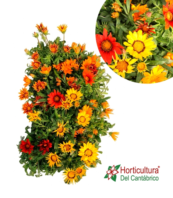Bandeja de gazania producida en asturias
