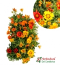 Bandeja de gazania producida en asturias