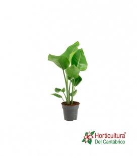 STRELITZIA NICOLAY M17