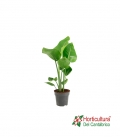 STRELITZIA REGINAE M17