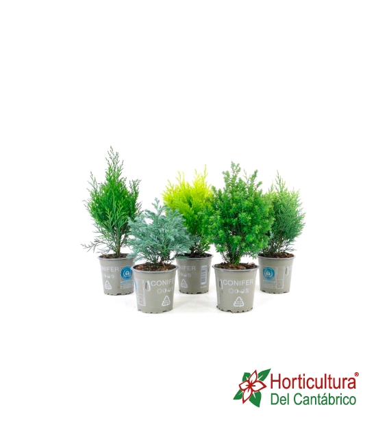 CONIFERA MIX M9