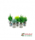 CONIFERA MIX M9