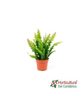 EPIPHYLLUM ANGULIGER M12