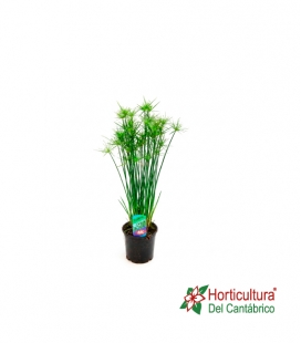 CYPERUS M12