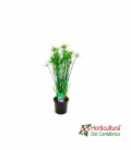 CYPERUS M12