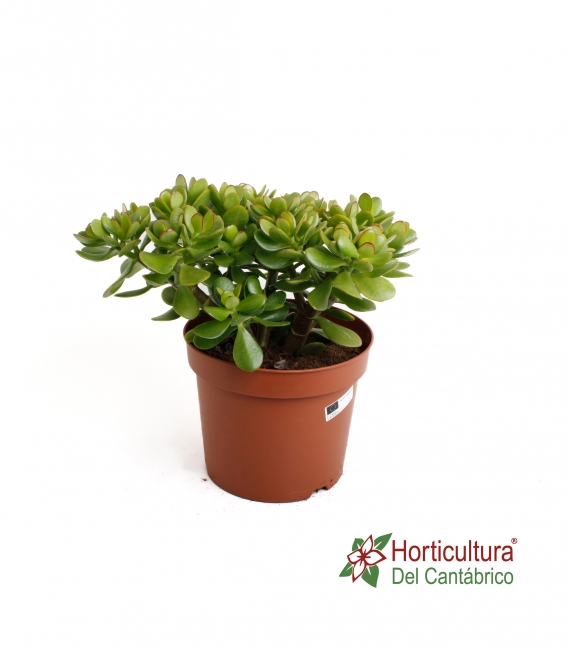 Crasula ovata o arbol de jade
