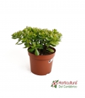 CRASSULA OVATA M21