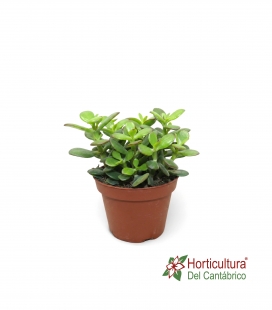 CRASULA OVATA M17