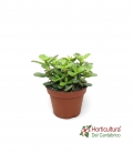 Crasula ovata o arbol de jade