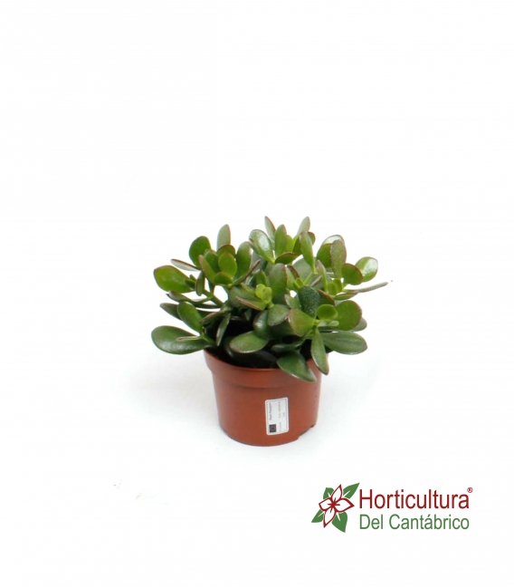 crasula ovata | arbol de jade