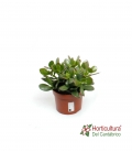 CRASULA OVATA M12