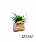 composicion con planta