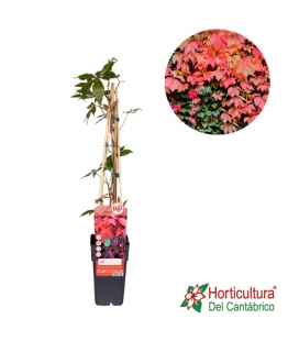 PARTHENOCISSUS M15