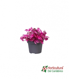 TRADESCANTIA PINK PARADI M12