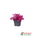 TRADESCANTIA PINK PARADI M12