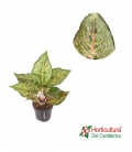 AGLAONEMA PISTACHO M12