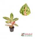 Aglaonema Cocomelon