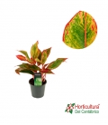 AGLAONEMA RED FIRE M12