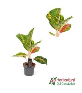 Aglaonema Jungle Lava