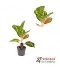 AGLAONEMA JUNGLE LAVA M12