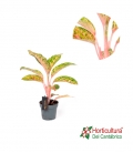 Aglaonema Cocomelon