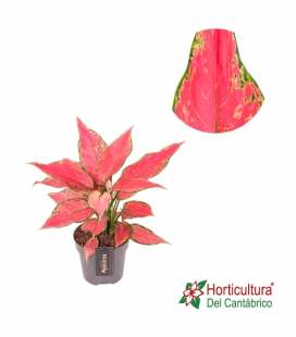 AGLAONEMA CHERRY BABY M12