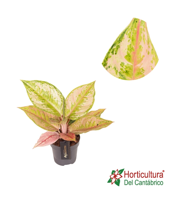 AGLAONEMA TOURMALINE GOLD M12