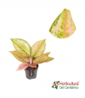 AGLAONEMA TOURMALINE GOLD M12