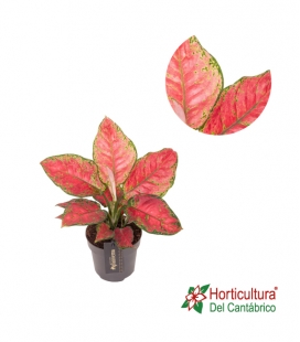 AGLAONEMA TANGO PINK M19