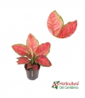 AGLAONEMA TANGO PINK M19