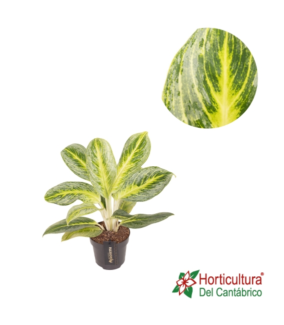 AGLAONEMA STRAWBERRY BABY M12