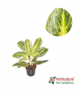 AGLAONEMA BITTER LEMON M12