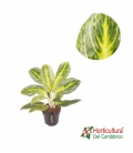 AGLAONEMA BITTER LEMON M12