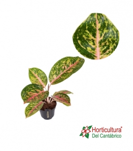 AGLAONEMA ROSA M10,5