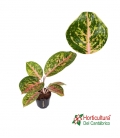 AGLAONEMA SPRING RED M12