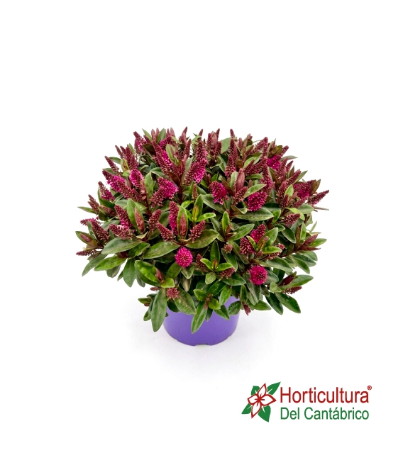 HEBE VERDE VERONICA 5L