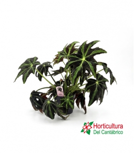 BEGONIA DRACO M17