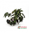 Begonia DRACO M13