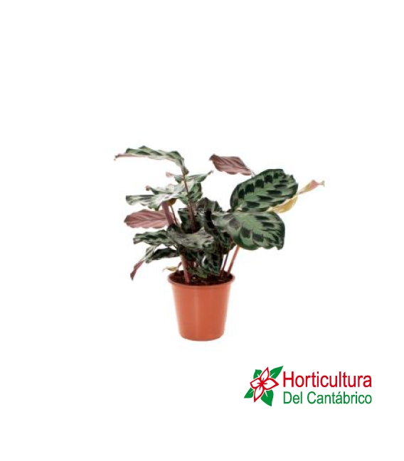 CALATEA ROSEA PICTA M14