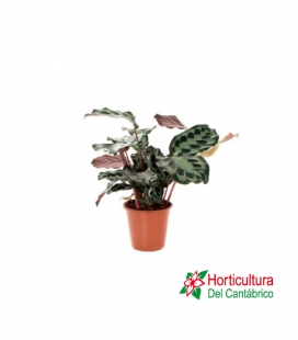 CALATHEA KENNEDY M12
