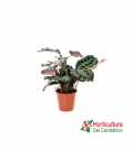 CALATHEA KENNEDY M12