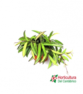 HOYA WAYETII TRICOLOR M12